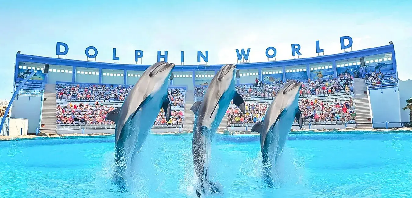 Dolphin Show From Hurghada