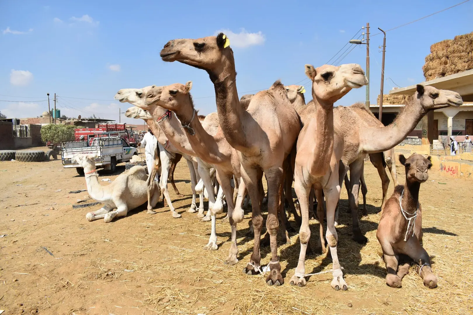 Tour to Camel Market of Birqash